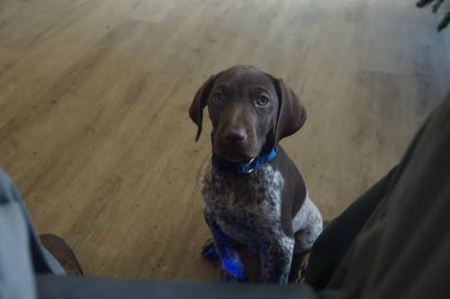 Buddy1