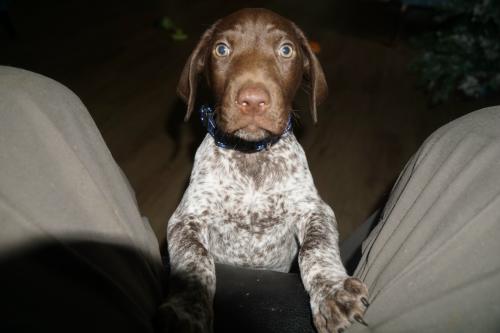 Buddy3