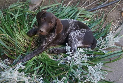Daisy2